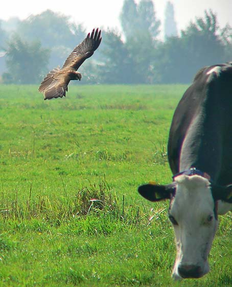 Bruinekiekendief070905